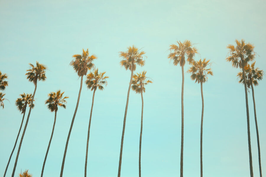 california palmtrees